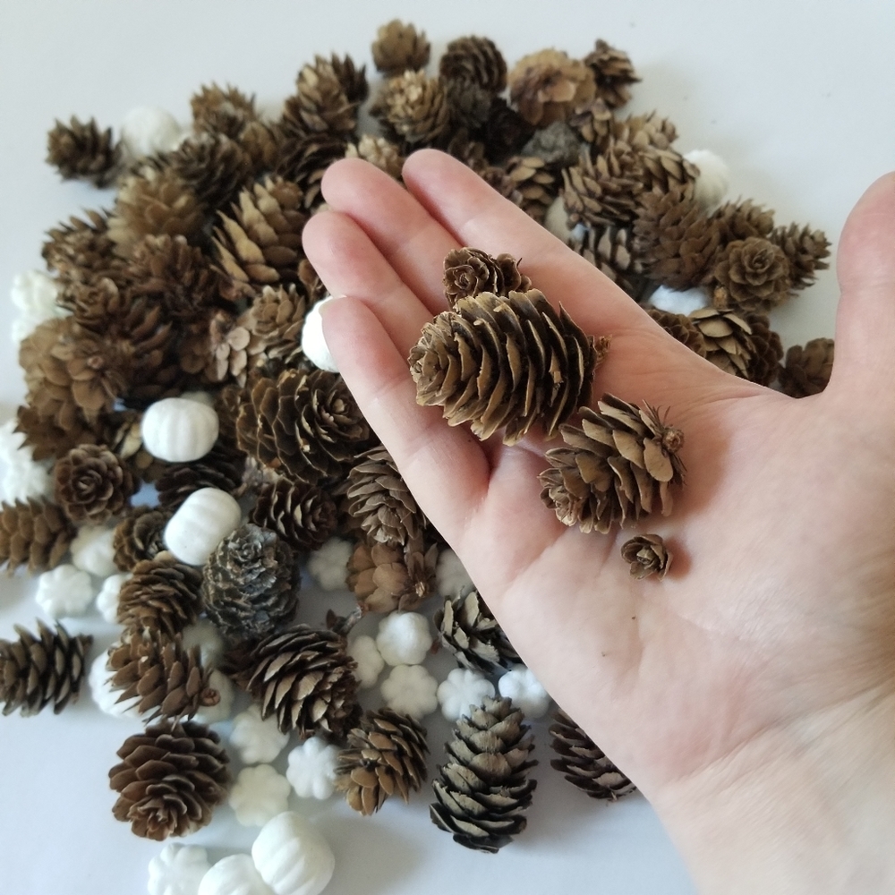 Mini Pinecones & Mini Pumpkins - Picture 3 of 5